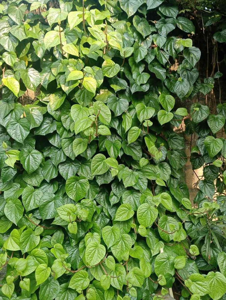 Mengapa Sirih Ditanam di Depan Rumah?