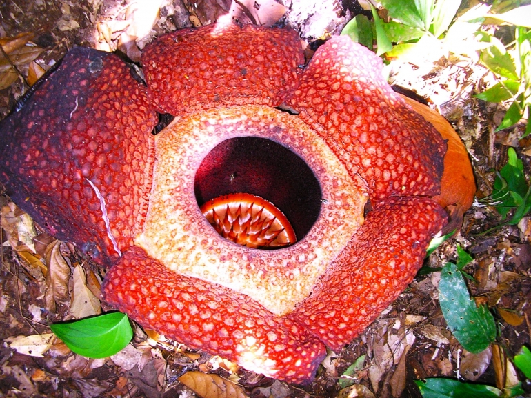Image: Rafflesia Arnoldi yang sedang mekar di perbukitan Kapahiang Bengkulu (Photo by Merza Gamal)