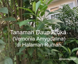 Image: Tanaman Daun Afrika yang subur di halaman rumah Kakek Merza 
